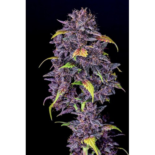 Purple Lemonade Auto - FastBuds femminizzati FastBuds €36,00