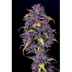 Purple Lemonade Auto - FastBuds femminizzati FastBuds €36,00