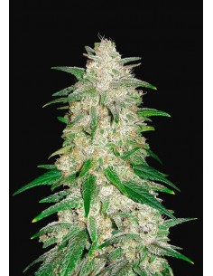 Gelato Auto - FastBuds femminizzati FastBuds €36,00