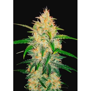 Zkittlez Auto - FastBuds femminizzati FastBuds €36,00