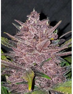 Blackberry Auto - FastBuds femminizzati FastBuds €30,00 2