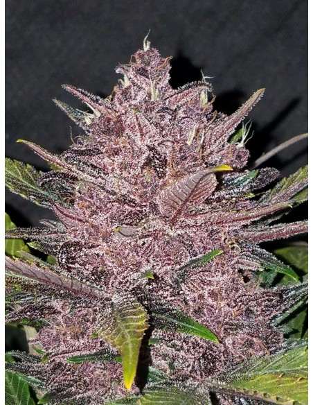 Blackberry Auto - FastBuds femminizzati FastBuds €30,00