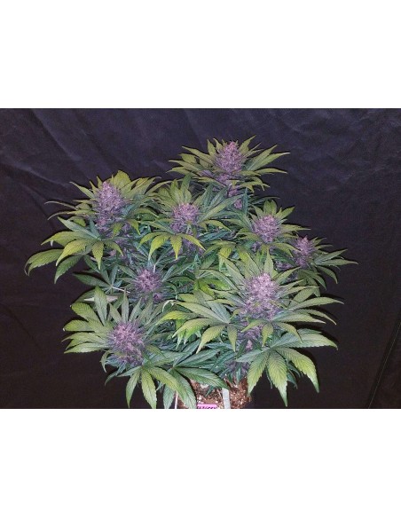 Blackberry Auto - FastBuds femminizzati FastBuds €30,00