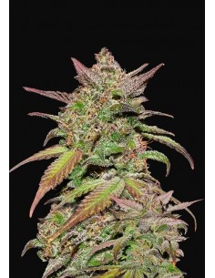 Smoothie Auto - FastBuds femminizzati FastBuds €36,00