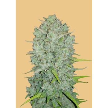 Northern Lights Auto - FastBuds femminizzati FastBuds €24,00