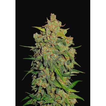Lemon AK Auto - FastBuds femminizzati FastBuds €30,00