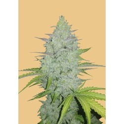 Cheese Auto - FastBuds femminizzati FastBuds €24,00 Cheese Auto - FastBuds femminizzati FastBuds €24,00