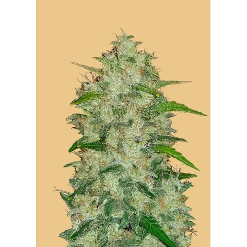 Chemdawg Auto - FastBuds femminizzati FastBuds €24,00