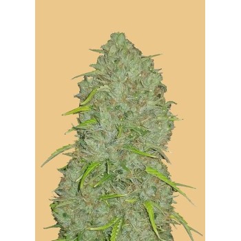 Jack Herer Auto - FastBuds femminizzati FastBuds €24,00
