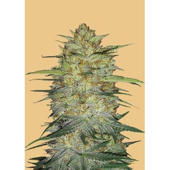 OG Kush Auto - FastBuds femminizzati FastBuds €24,00