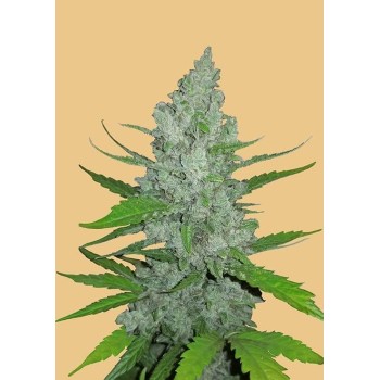 Sour Diesel Auto - FastBuds femminizzati FastBuds €24,00
