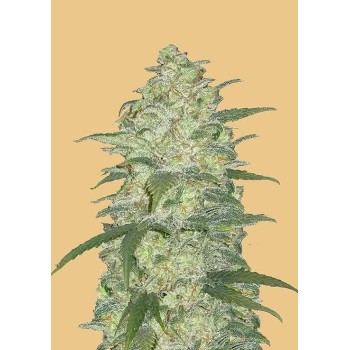 White Widow Auto - FastBuds femminizzati FastBuds €24,00