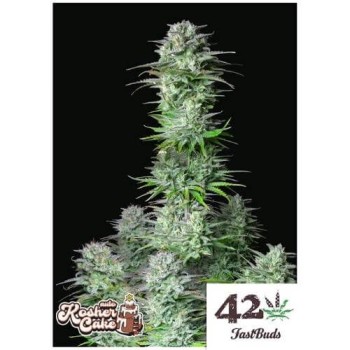 Kosher Cake Auto - FastBuds femminizzati FastBuds €36,00