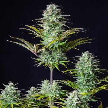Kosher Cake Auto - FastBuds femminizzati FastBuds €36,00 2