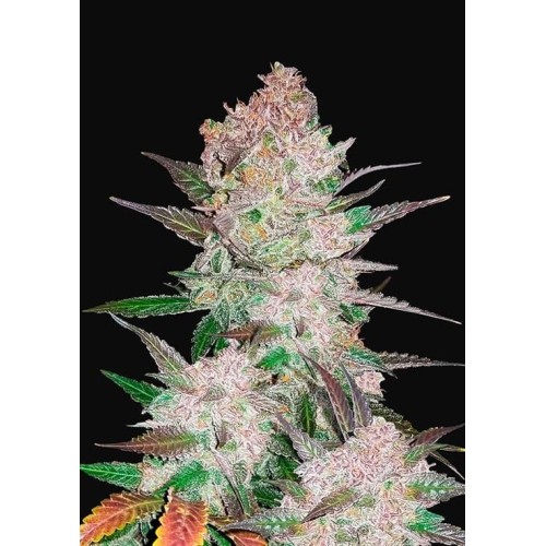 Cream Cookies Auto - FastBuds femminizzati FastBuds €30,00