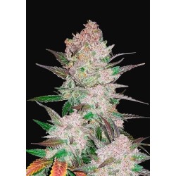 Cream Cookies Auto - FastBuds femminizzati FastBuds €30,00