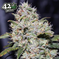 Gorilla Glue Auto (Glue Auto) - FastBuds femminizzati FastBuds €36,00