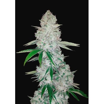 Gorilla Glue Auto (Glue Auto) - FastBuds femminizzati FastBuds €36,00 2