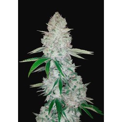 Gorilla Glue Auto (Glue Auto) - FastBuds femminizzati FastBuds €36,00