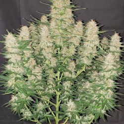 Gorilla Glue Auto (Glue Auto) - FastBuds femminizzati FastBuds €36,00