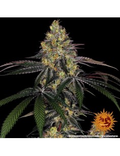 Watermelon Zkittlez - Barney's Farm femminizzati Barney's Farm €35,00
