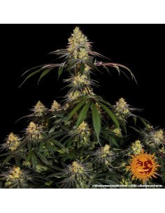 Watermelon Zkittlez - Barney's Farm femminizzati Barney's Farm €35,00 2