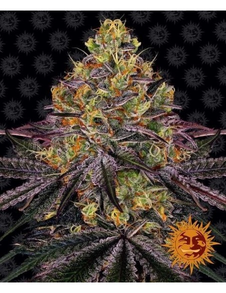 Watermelon Zkittlez - Barney's Farm femminizzati Barney's Farm €35,00