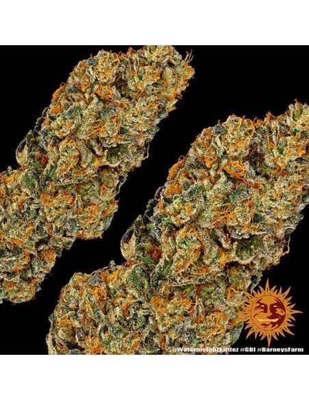 Watermelon Zkittlez - Barney's Farm femminizzati Barney's Farm €35,00