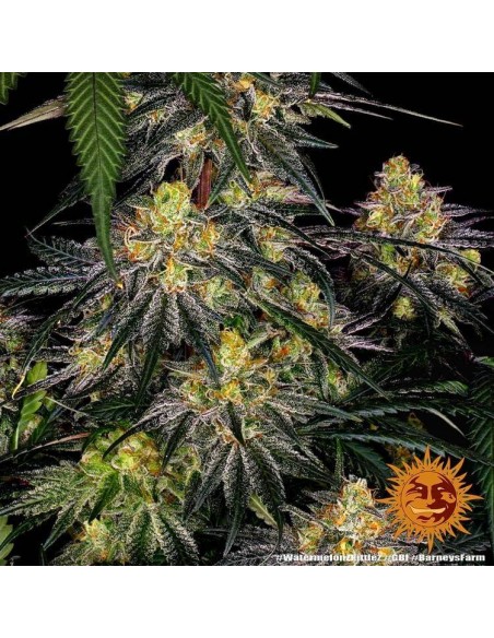 Watermelon Zkittlez - Barney's Farm femminizzati Barney's Farm €35,00