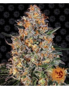 Bubba Kush - Barney's Farm femminizzati Barney's Farm €27,00
