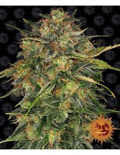 Cheese - Barney's Farm femminizzati Barney's Farm €30,00