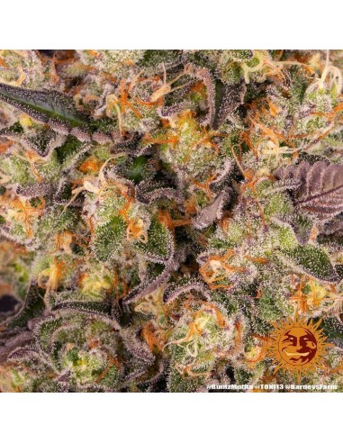 Runtz Muffin - Barney's Farm femminizzati Barney's Farm €37,99