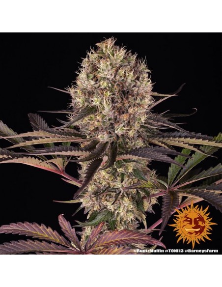 Runtz Muffin - Barney's Farm femminizzati Barney's Farm €37,99