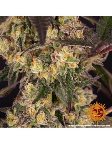 Runtz Muffin - Barney's Farm femminizzati Barney's Farm €37,99