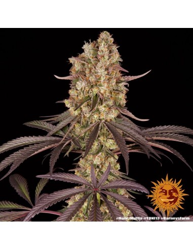 Runtz Muffin - Barney's Farm femminizzati Barney's Farm €37,99