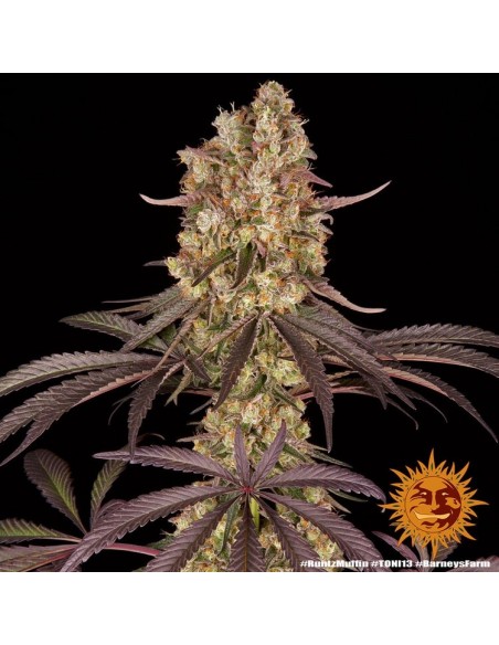 Runtz Muffin - Barney's Farm femminizzati Barney's Farm €37,99