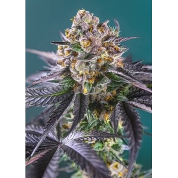 Red Strawberry Banana Auto - Sweet Seeds femminizzati Sweet Seeds €27,00