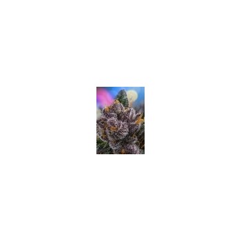 Red Strawberry Banana Auto - Sweet Seeds femminizzati Sweet Seeds €27,00 2