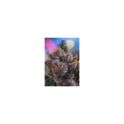 Red Strawberry Banana Auto - Sweet Seeds femminizzati Sweet Seeds €27,00