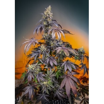 Red Gorilla Girl XL Auto - Sweet Seeds femminizzati Sweet Seeds €29,50