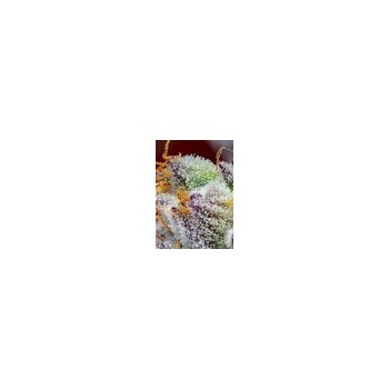 Red Gorilla Girl XL Auto - Sweet Seeds femminizzati Sweet Seeds €29,50 2