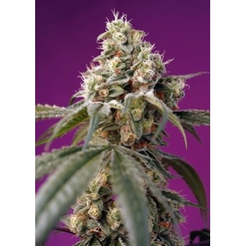 Bruce Banner Auto - Sweet Seeds femminizzati Sweet Seeds €28,00