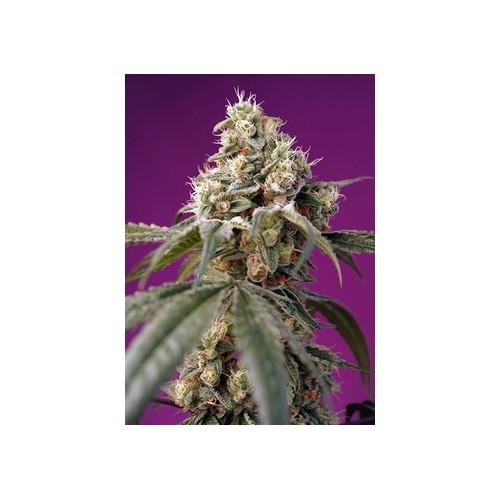 Bruce Banner Auto - Sweet Seeds femminizzati Sweet Seeds €28,00