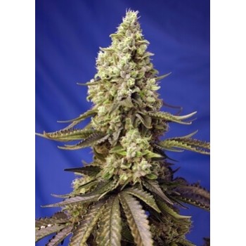 Runtz XL Auto - Sweet Seeds femminizzati Sweet Seeds €31,00