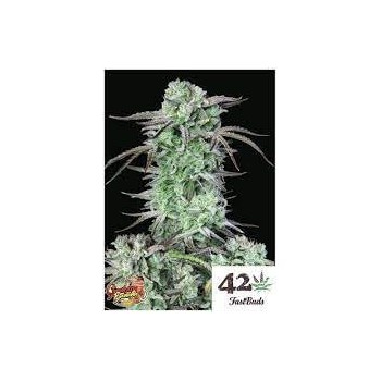 Strawberry Banana Auto - FastBuds femminizzati FastBuds €36,00