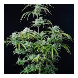 Strawberry Banana Auto - FastBuds femminizzati FastBuds €36,00