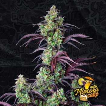 Mimosa Cake Auto - FastBuds femminizzati FastBuds €36,00