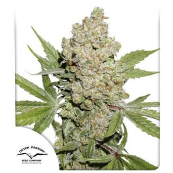AutoLemon Kix - Dutch Passion femminizzati Dutch Passion €44,95