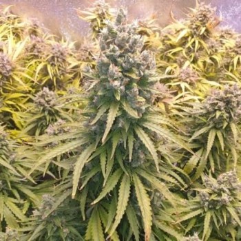 AutoLemon Kix - Dutch Passion femminizzati Dutch Passion €44,95 2