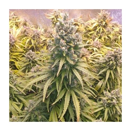 AutoLemon Kix - Dutch Passion femminizzati Dutch Passion €44,95